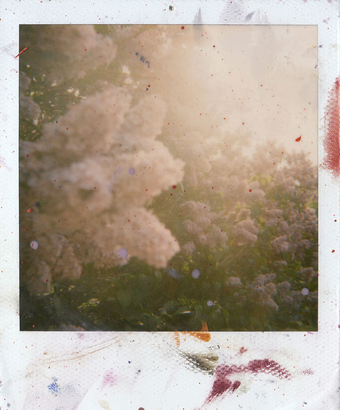 Polaroid 6/30