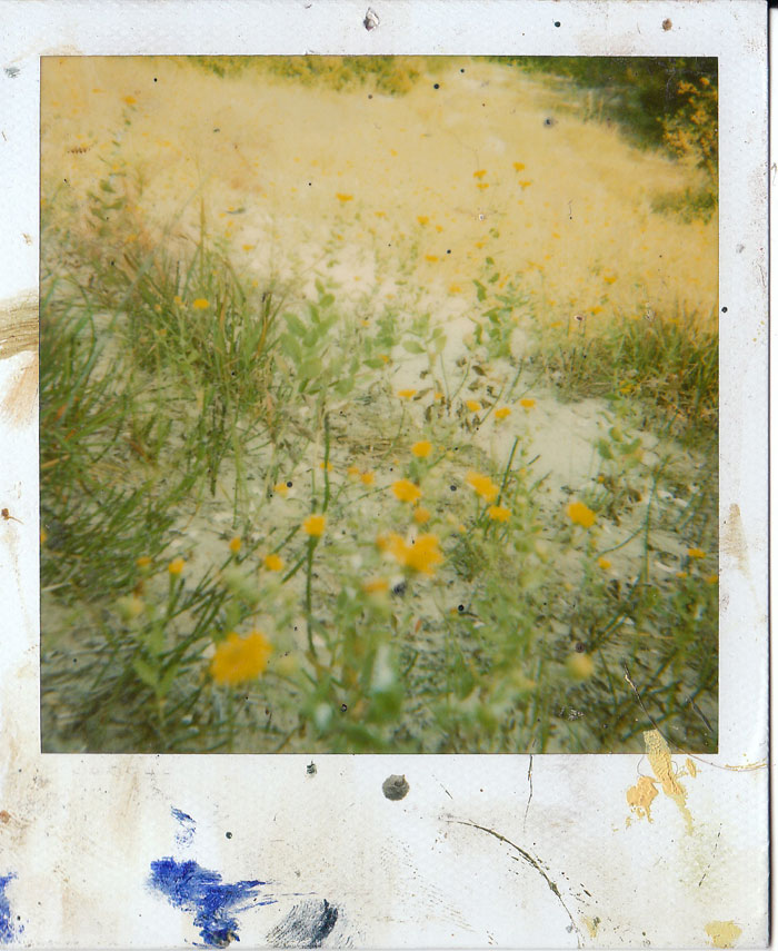 Polaroid 11/30