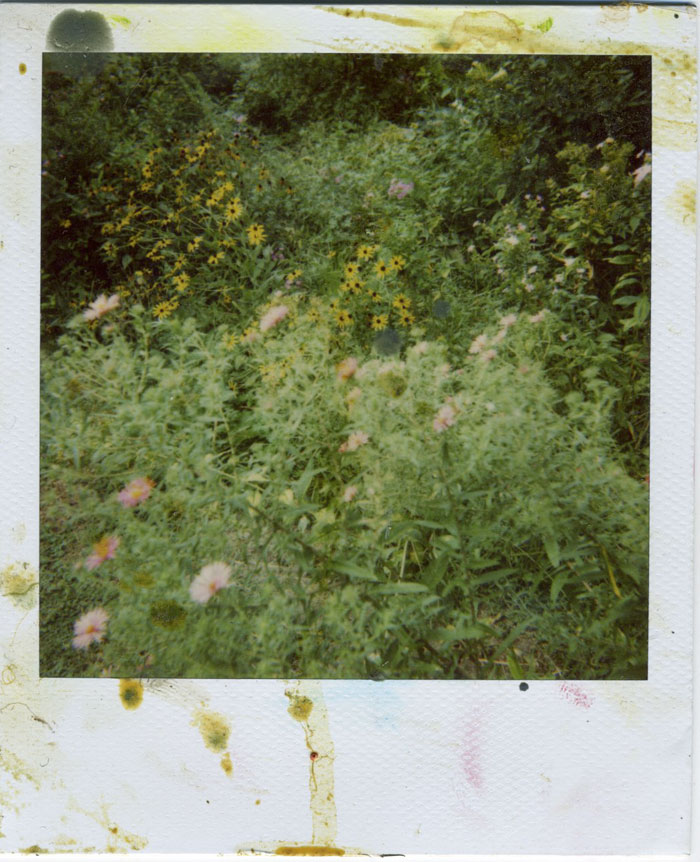 Polaroid 17/30