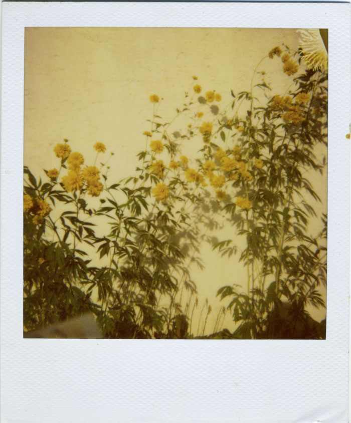 Polaroid 19/30