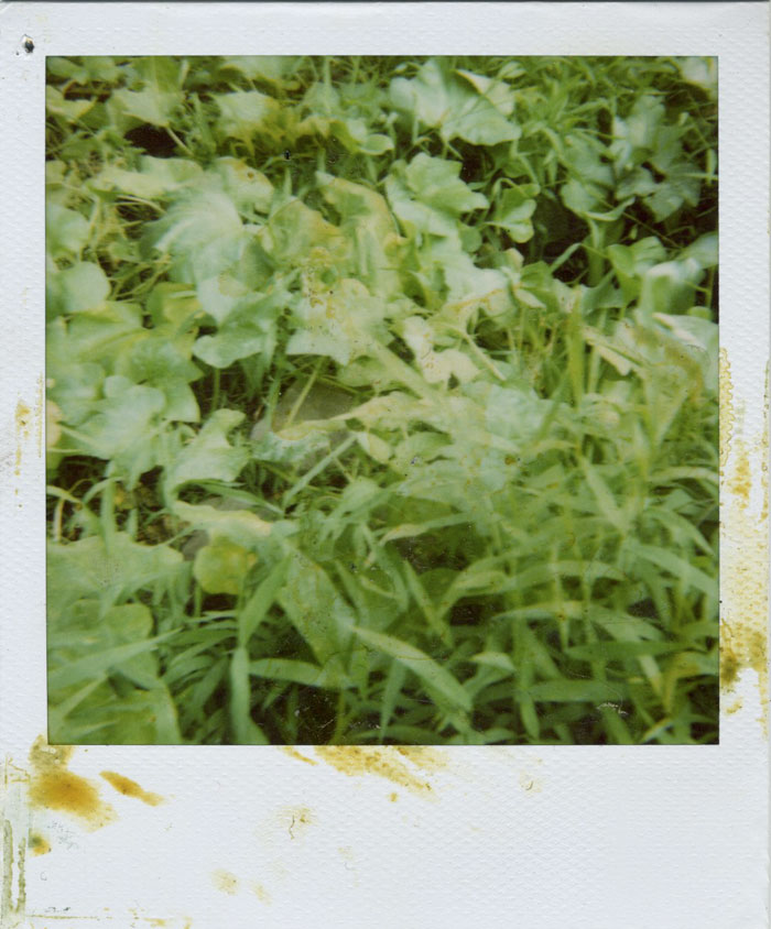 Polaroid 20/30