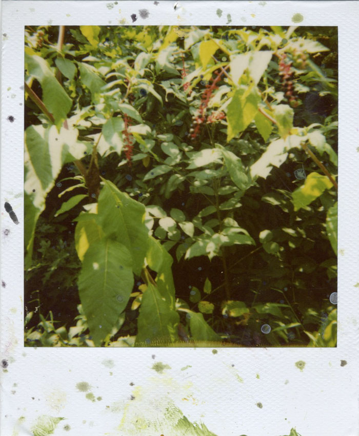 Polaroid 21/30