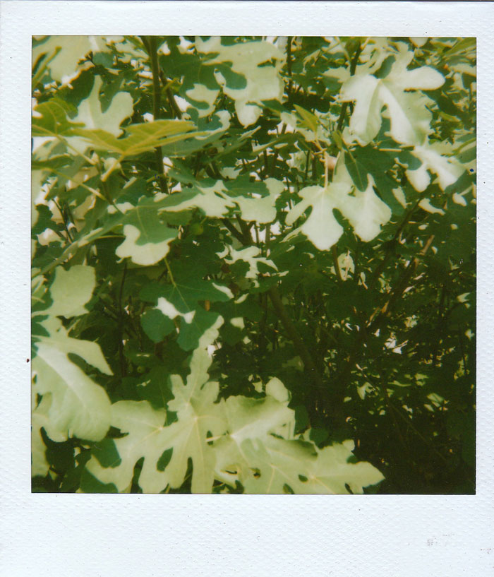 Polaroid 3/30