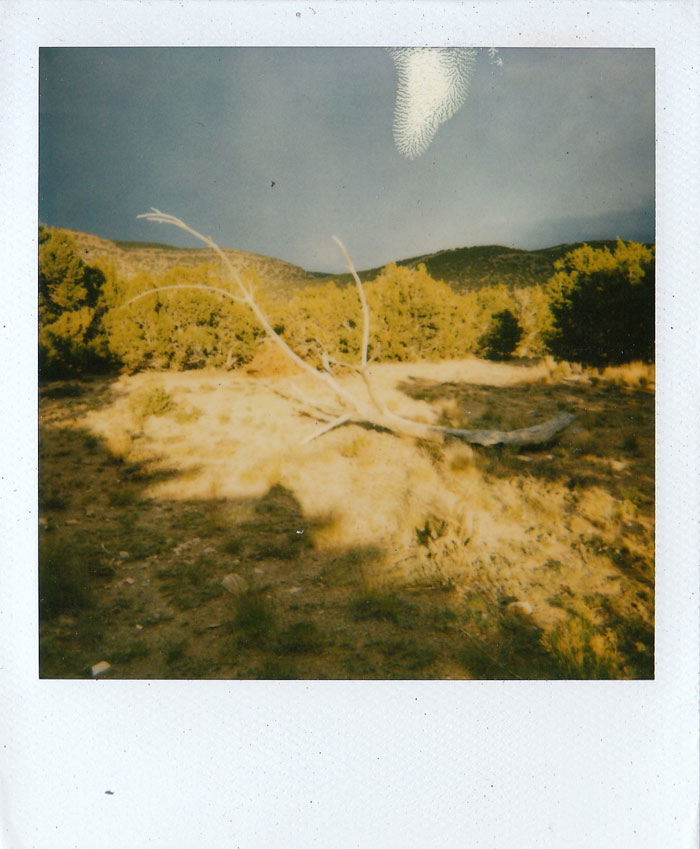 Polaroid 4/30